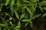 Bluntleaf bedstraw